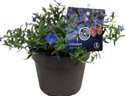 Lithodora diffusa (Parelkruid/steenzaad) 15 cm