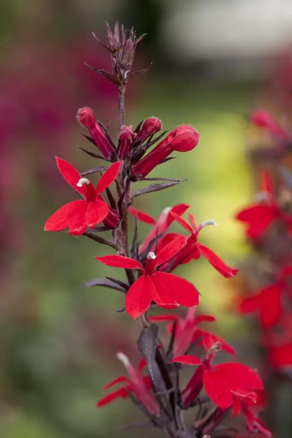 Lobelia fulgida 'Queen Victoria' (Tuinlobelia)