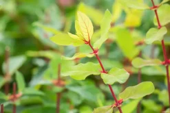 Lonicera caerulea 'kamtschatica' (Blauwe honingbes) fruitplant 60cm