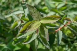 Lonicera caerulea 'kamtschatica' (Blauwe honingbes) fruitplant 60cm