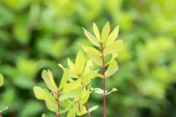 Lonicera caerulea 'kamtschatica' (Blauwe honingbes) fruitplant 60cm