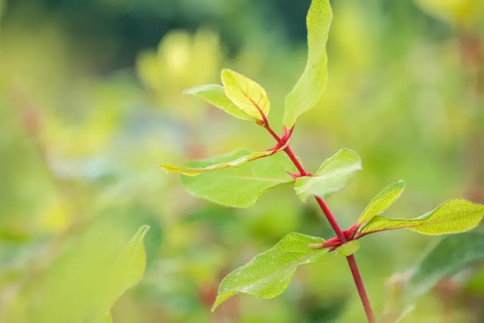 Lonicera caerulea 'kamtschatica' (Blauwe honingbes) fruitplant 60cm