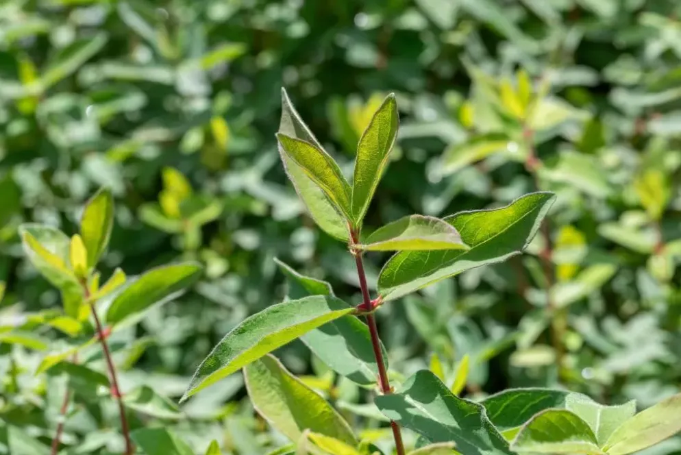 Lonicera caerulea 'kamtschatica' (Blauwe honingbes) fruitplant 60cm
