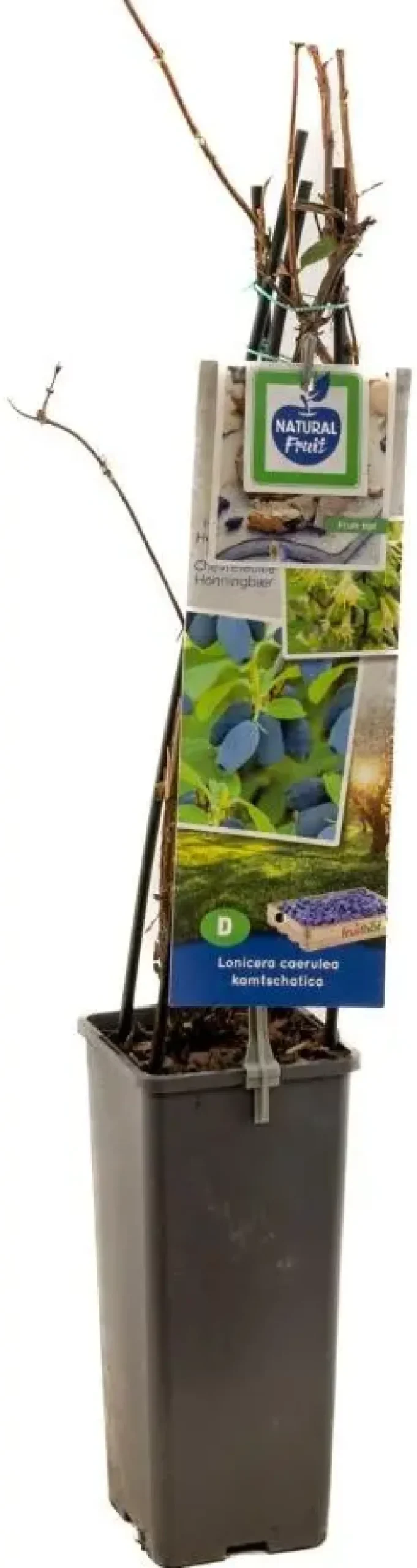 Lonicera caerulea 'kamtschatica' (Blauwe honingbes) fruitplant 60cm