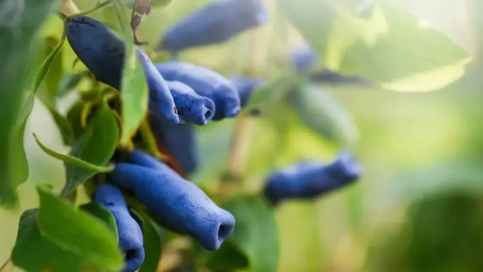 Lonicera caerulea 'kamtschatica' (Blauwe honingbes) fruitplant 60cm