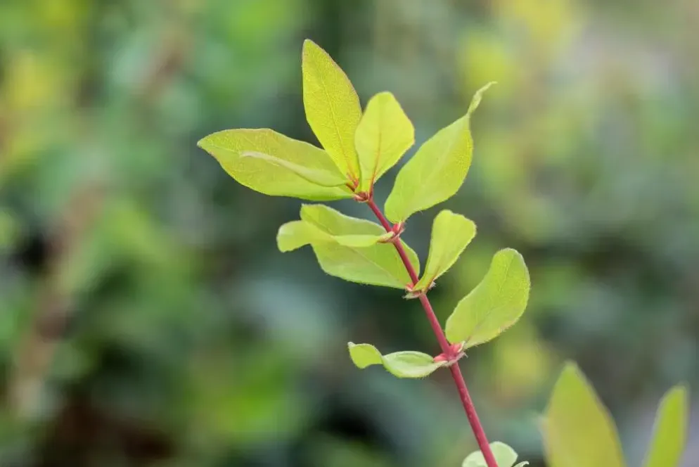 Lonicera caerulea 'kamtschatica' (Blauwe honingbes) fruitplant 60cm