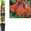 Lonicera 'Dropmore Scarlet' (Kamperfoelie) klimplant