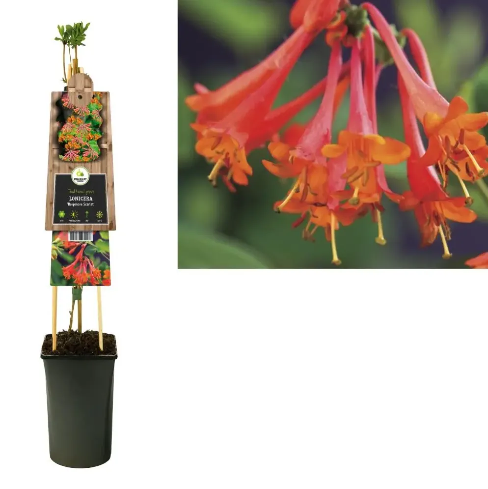 Lonicera 'Dropmore Scarlet' (Kamperfoelie) klimplant