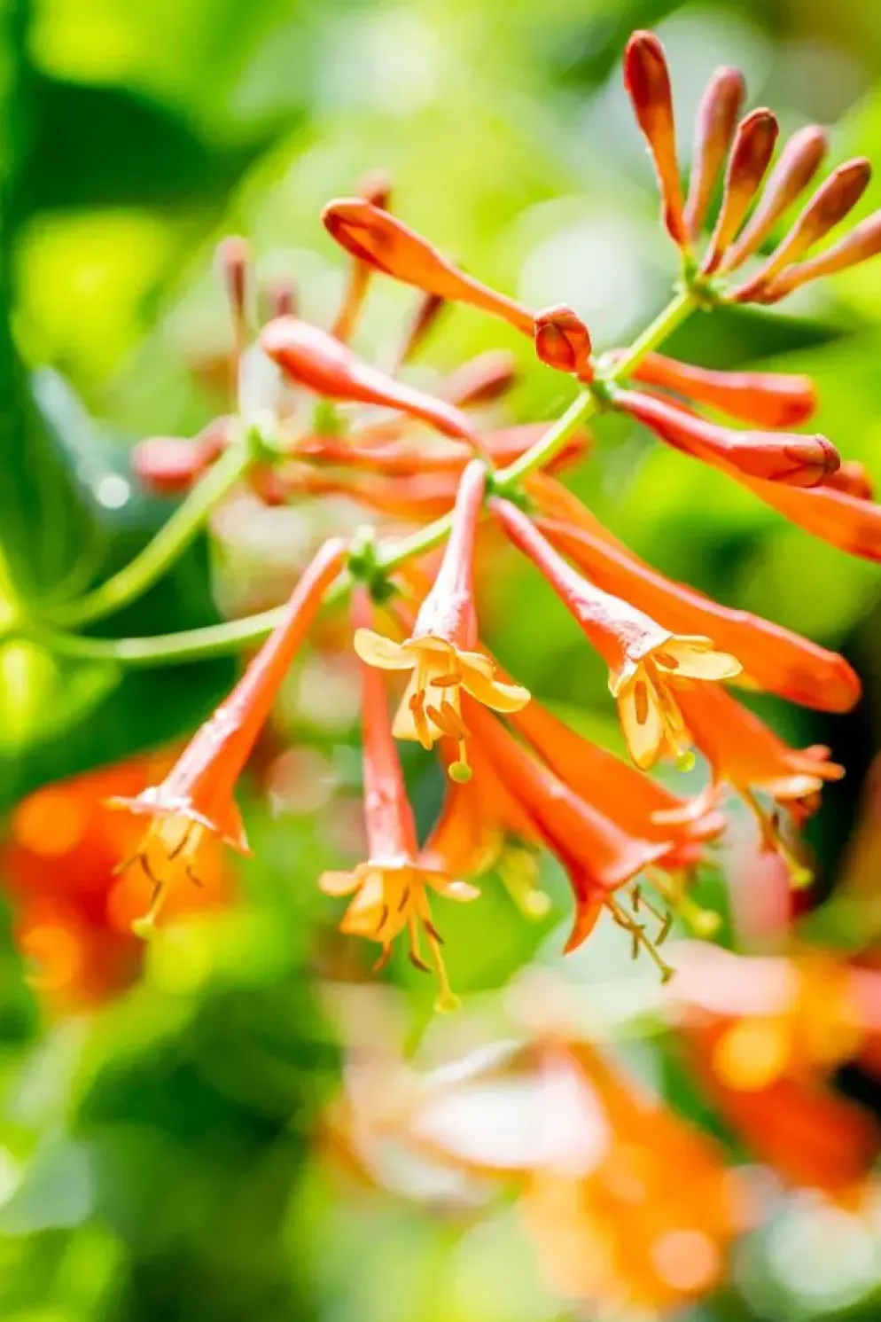 Lonicera 'Dropmore Scarlet' (Kamperfoelie) klimplant