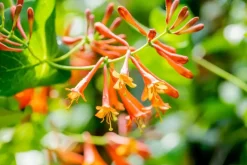 Lonicera 'Dropmore Scarlet' (Kamperfoelie) klimplant