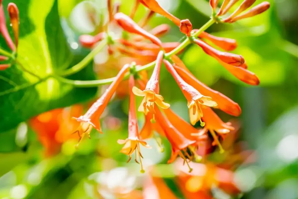 Lonicera 'Dropmore Scarlet' (Kamperfoelie) klimplant