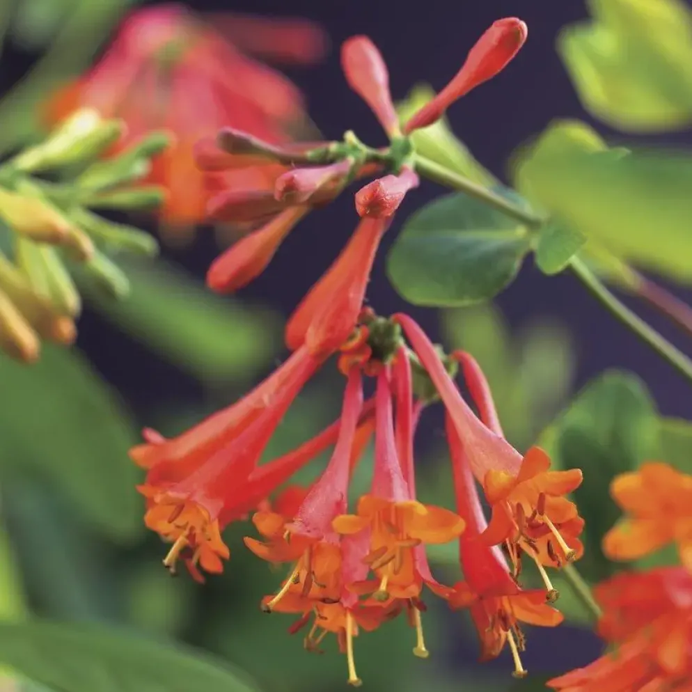 Lonicera 'Dropmore Scarlet' (Kamperfoelie) klimplant