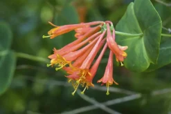 Lonicera 'Dropmore Scarlet' (Kamperfoelie) klimplant