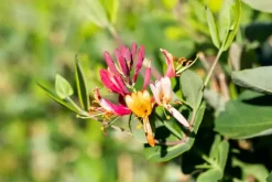 Lonicera 'Dropmore Scarlet' (Kamperfoelie) klimplant