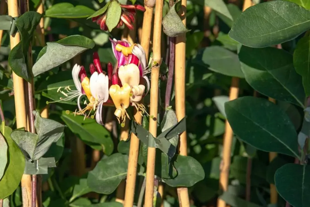 Lonicera 'Dropmore Scarlet' (Kamperfoelie) klimplant