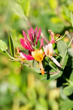 Lonicera 'Dropmore Scarlet' (Kamperfoelie) klimplant