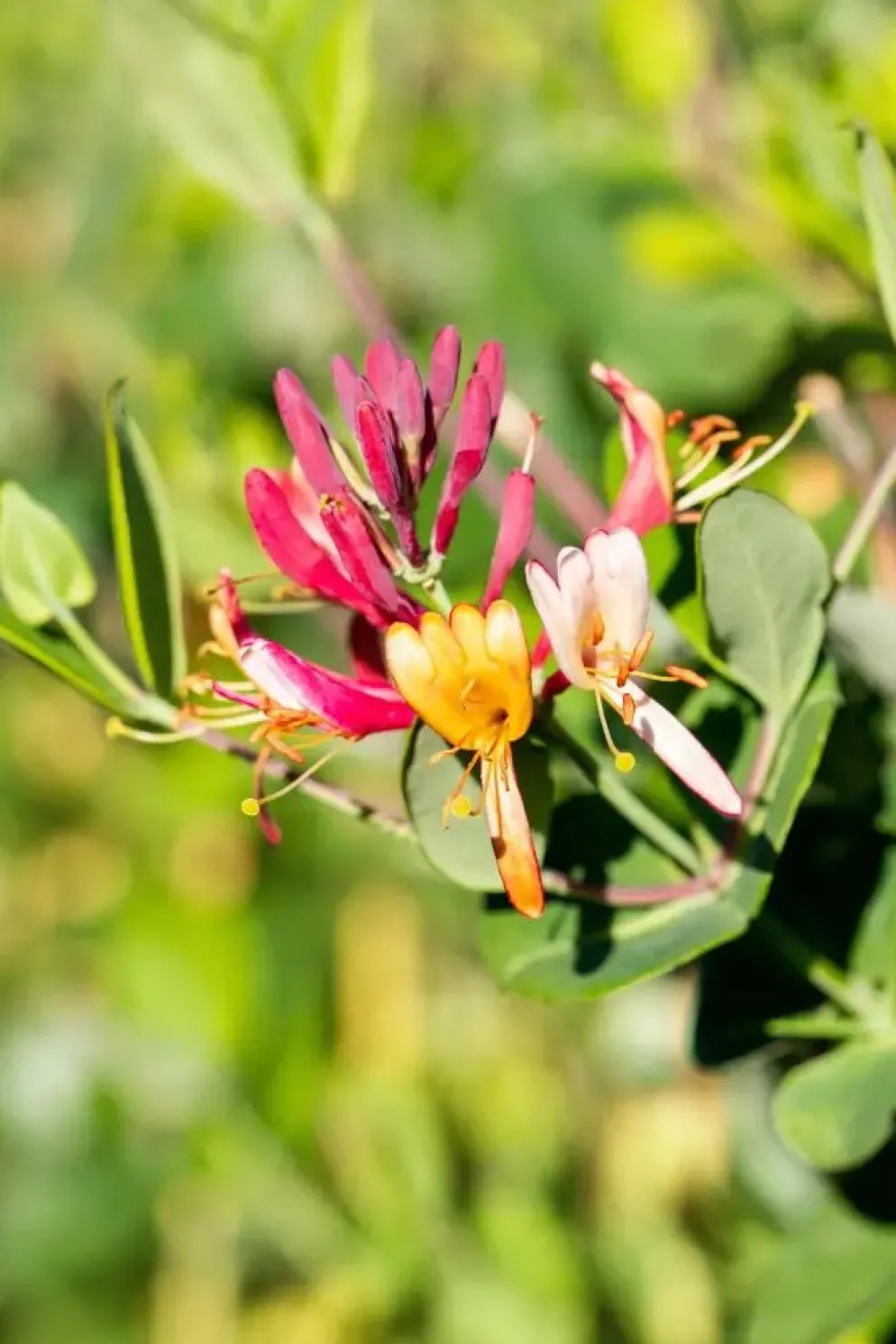 Lonicera 'Dropmore Scarlet' (Kamperfoelie) klimplant