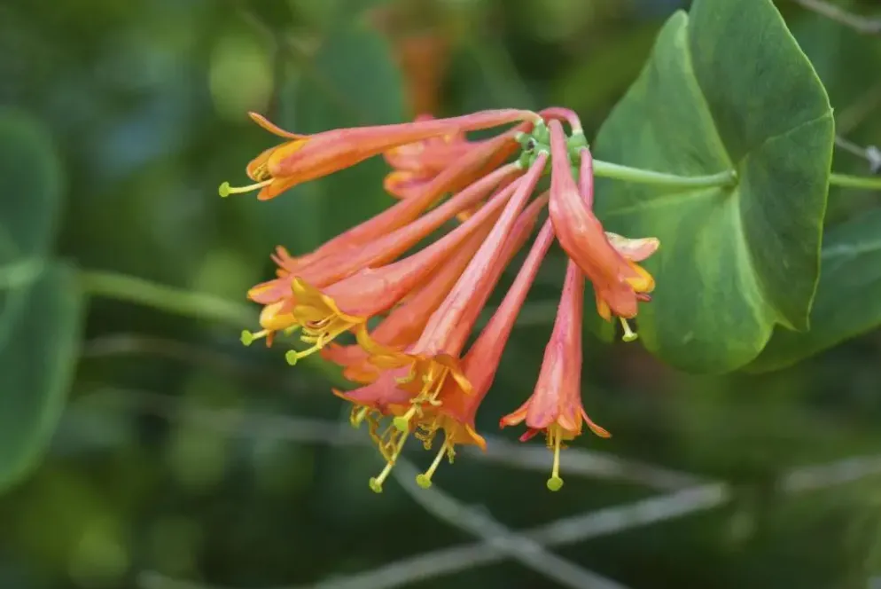 Lonicera 'Dropmore Scarlet' (Kamperfoelie) klimplant