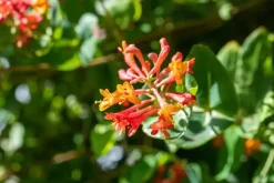 Lonicera 'Dropmore Scarlet' (Kamperfoelie) klimplant
