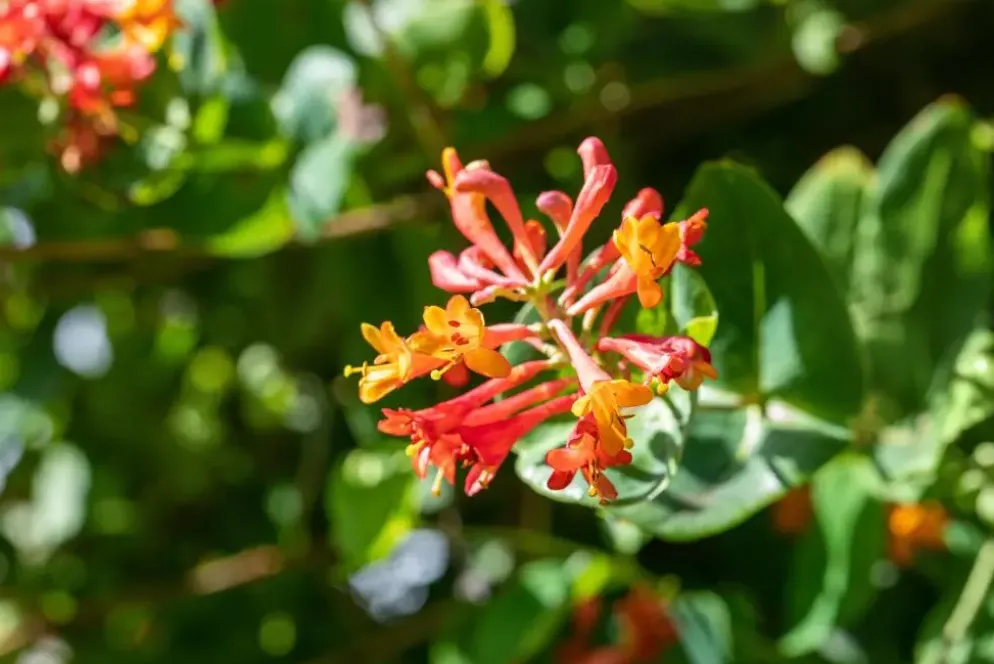 Lonicera 'Dropmore Scarlet' (Kamperfoelie) klimplant