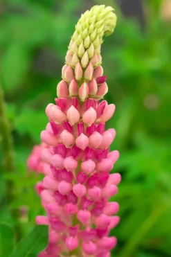 Lupinus 'The Chatelaine' (Lupine)