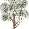 Luville General Mountain pine
