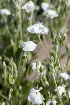 Lychnis coronaria 'Alba' (Prikneus)