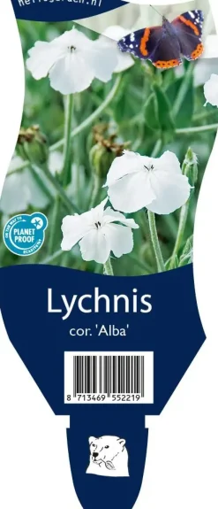 Lychnis coronaria 'Alba' (Prikneus)
