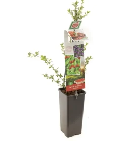 Lycium barbarum (Gojibes) fruitplant 60cm