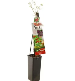 Lycium barbarum (Gojibes) fruitplant 60cm