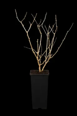 Lycium barbarum (Gojibes) fruitplant 60cm