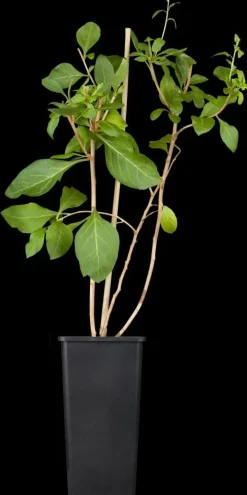 Lycium barbarum (Gojibes) fruitplant 60cm