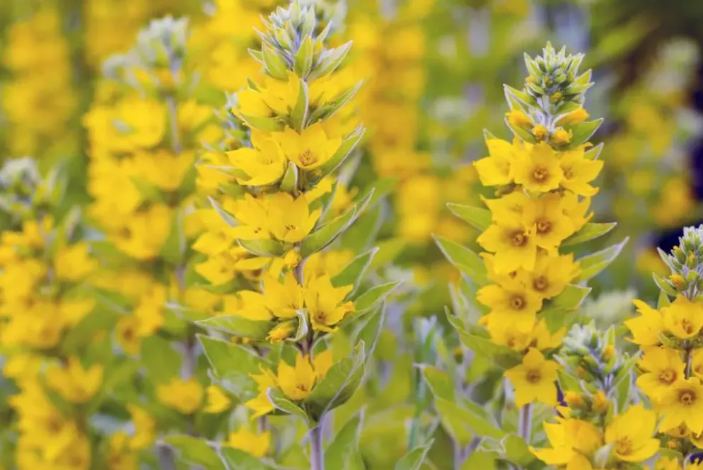 Lysimachia vulgaris (Grote wederik)