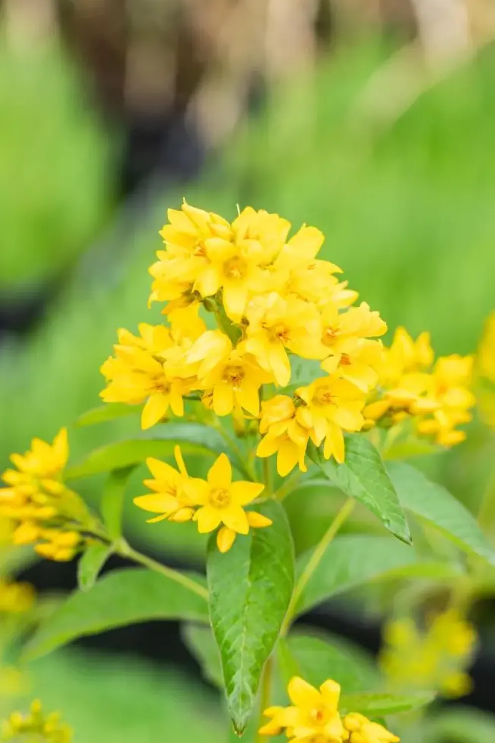 Lysimachia vulgaris (Grote wederik)