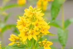 Lysimachia vulgaris (Grote wederik)