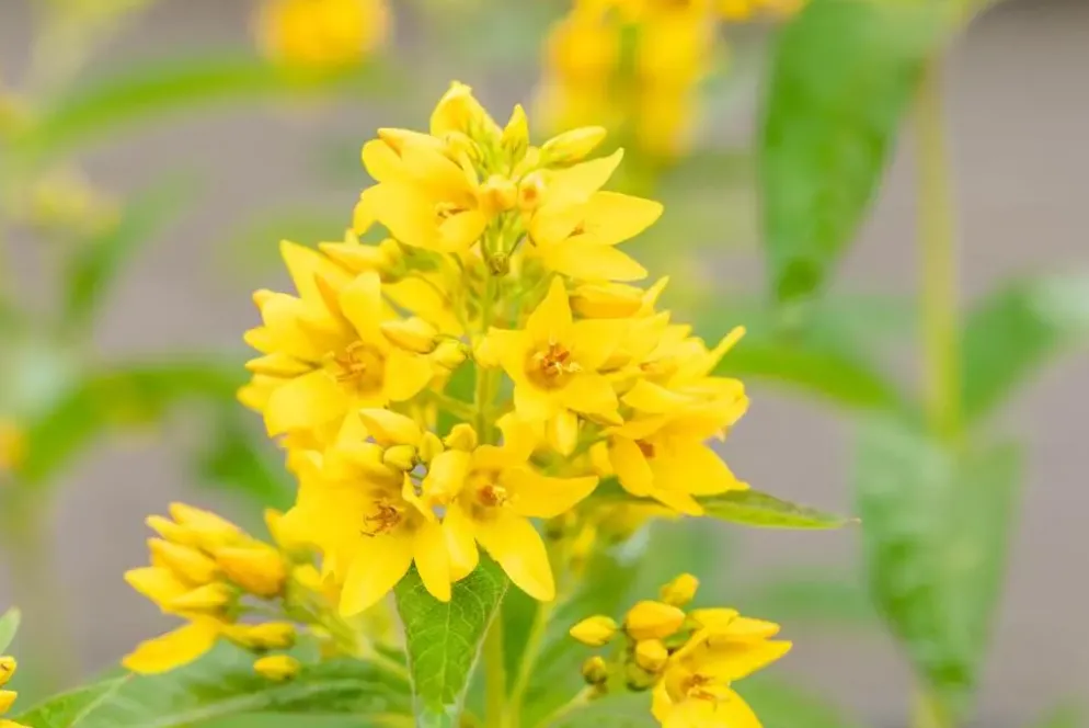 Lysimachia vulgaris (Grote wederik)