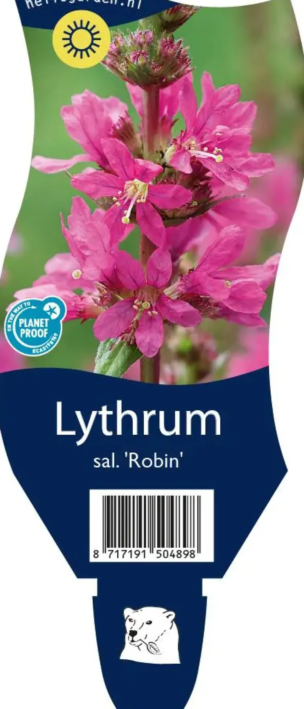 Lythrum (Kattestaart)