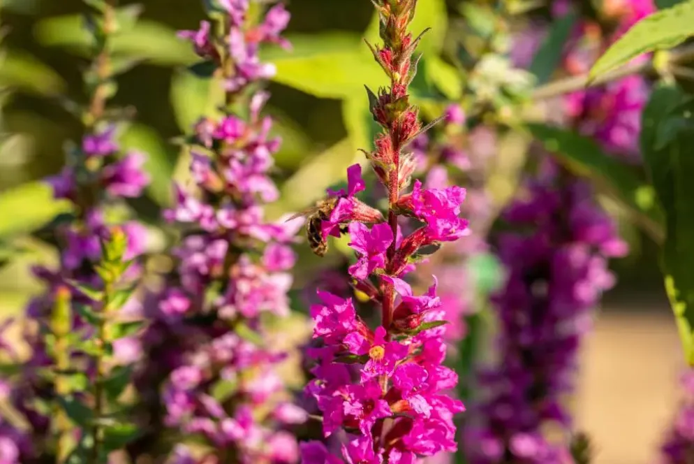 Lythrum (Kattestaart)