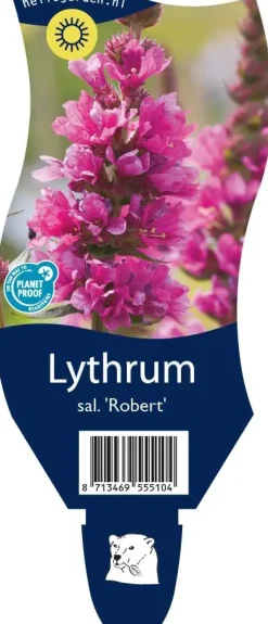 Lythrum salicaria 'Robert' (Kattestaart)