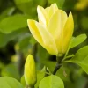 Magnolia 'Daphne' (Beverboom 'Daphne')