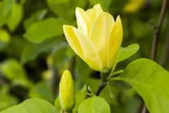 Magnolia 'Daphne' (Beverboom 'Daphne')
