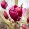 Magnolia 'Genie'® (Beverboom 'Genie')