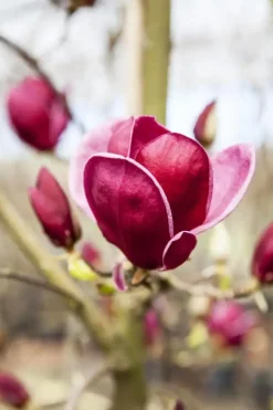 Magnolia 'Genie'® (Beverboom 'Genie')