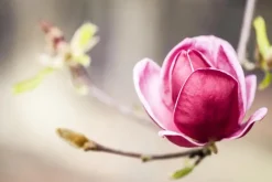 Magnolia 'Genie'® (Beverboom 'Genie')