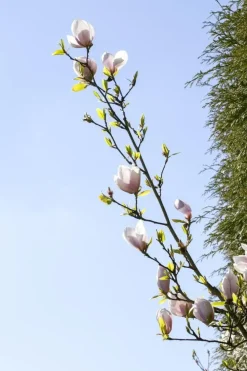 Magnolia 'Genie'® (Beverboom 'Genie')