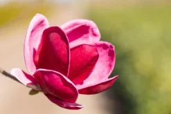 Magnolia 'Genie'® (Beverboom 'Genie')