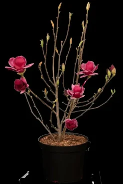 Magnolia 'Genie'® (Beverboom 'Genie')