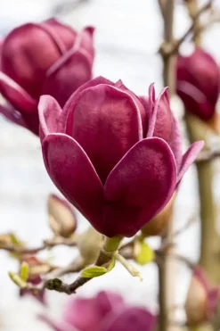 Magnolia 'Genie'® (Beverboom 'Genie')