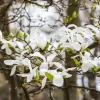 Magnolia kobus (Beverboom)