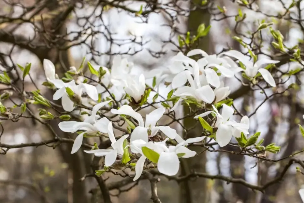 Magnolia kobus (Beverboom)